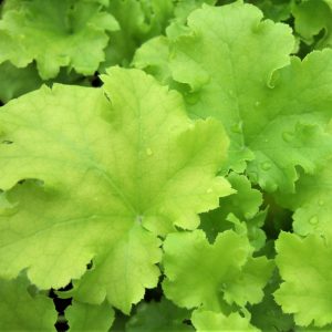 Heuchera 'Lime Marmalade'