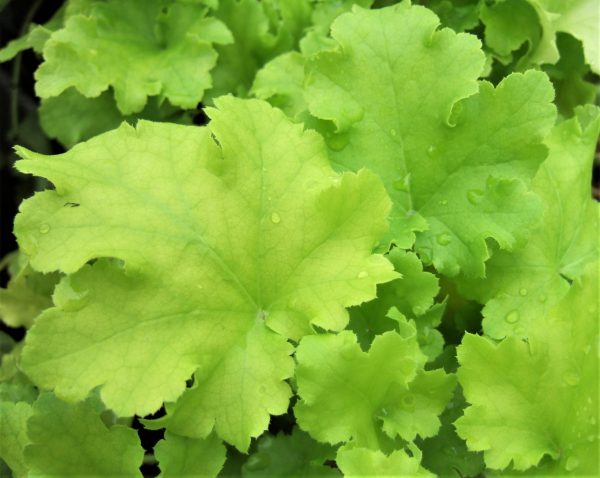 Heuchera Lime Marmalade WEB Heuchera 'Lime Marmalade'