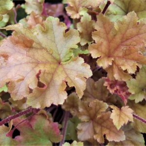 Heuchera 'Marmalade'