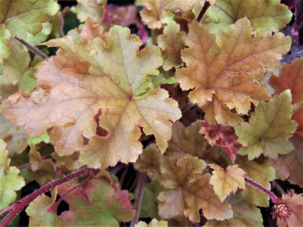 Heuchera Marmalade WEB Heuchera 'Marmalade'