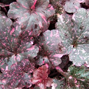Heuchera 'Midnight Rose'