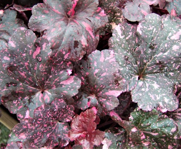 Heuchera Midnight Rose WEB Heuchera 'Midnight Rose'