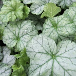 Heuchera 'Spearmint'