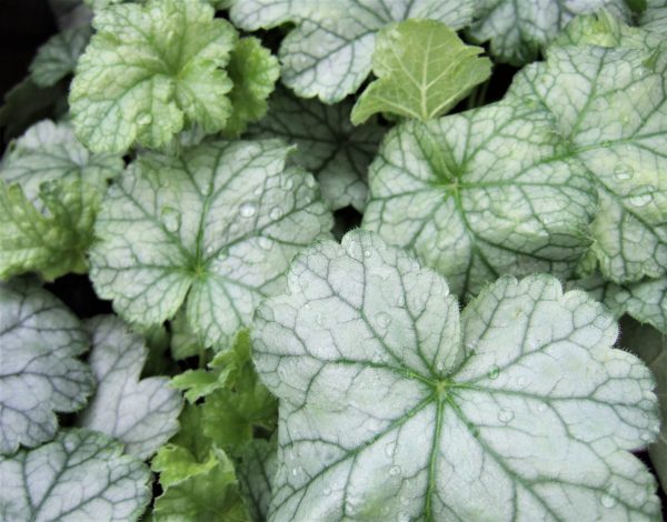 Heuchera Spearmint WEB Heuchera 'Spearmint'