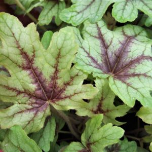 Heucherella 'Eye Spy'