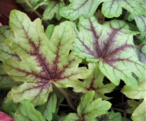 Heucherella Eye Spy WEB Heucherella 'Eye Spy'