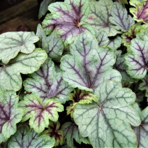 Heucherella 'Pink Fizz'