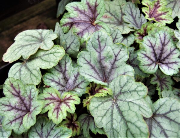 Heucherella Pink Fizz WEB Heucherella 'Pink Fizz'
