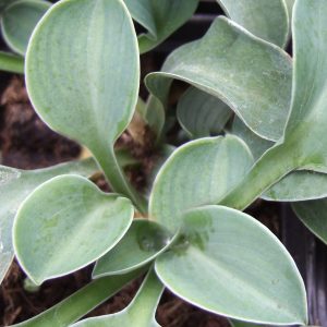 Hosta 'Blue Mouse Ears'