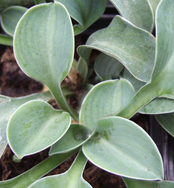 Hosta Blue Mouse Ears WEB Hosta 'Blue Mouse Ears'