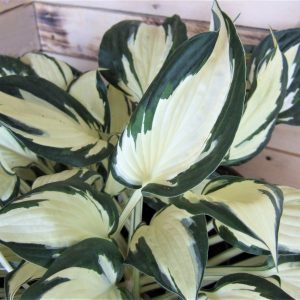 Buy Hosta Plants Online Online Shop Proctors Nursery