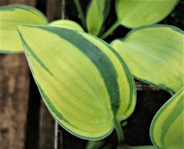 Hosta 'June' (PBR)