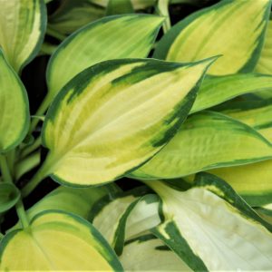 Hosta 'Orange Marmalade'