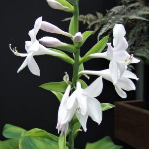 Hosta x hybrida 'Guacomole'