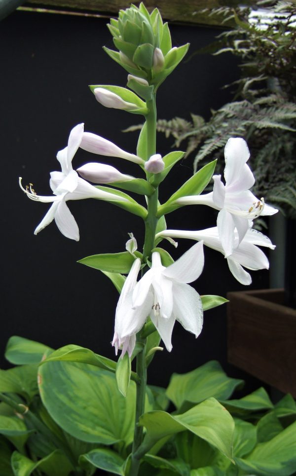 Hosta x hybrida 'Guacomole'