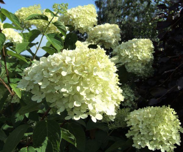 Hydrangea paniculata 'Limelight'