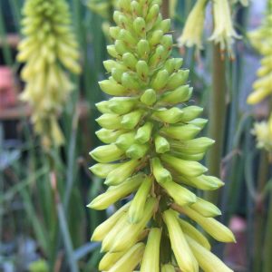 Kniphofia 'Lemon Popsicle'