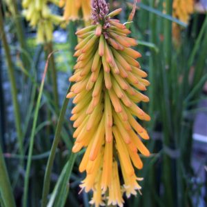 Kniphofia 'Mango Popsicle'