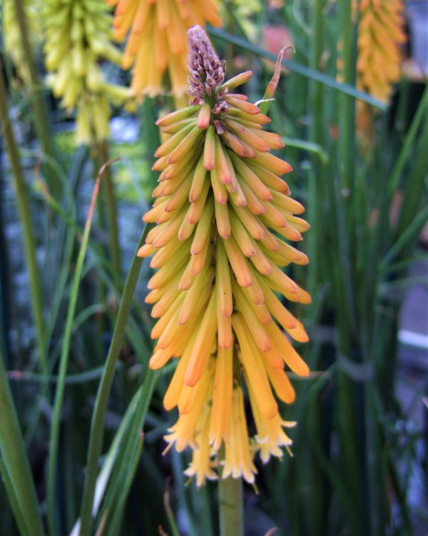 Kniphofia 'Mango Popsicle' | Well Established Kniphofia | Proctors Nursery