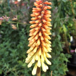 Kniphofia 'Scorched Corn'