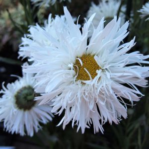 Leucanthemum x superbum 'Aglaia'