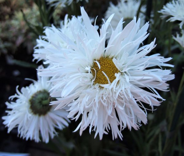 Leucanthemum x superbum 'Aglaia'