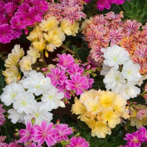 Lewisia cotyledon 'Elise Mix'