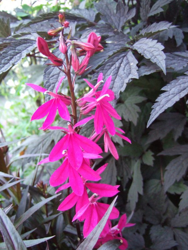 Lobelia x speciosa Russian Princess WEB Lobelia x speciosa 'Russian Princess'