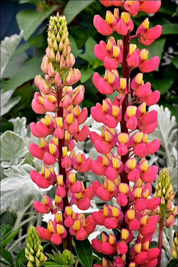Lupinus 'Salmon Sultan'