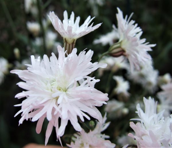 Lychnis flos-cuculi Petit Henri WEB