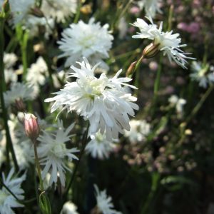 Lychnis flos-cuculi 'Petit Henri'