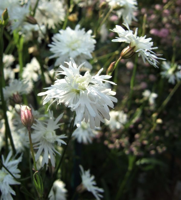 Lychnis flos-cuculi Petit Henry2 WEB Lychnis flos-cuculi 'Petit Henri'