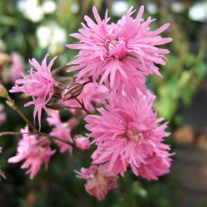 Lychnis flos-cuculi 'Petite Jenny'