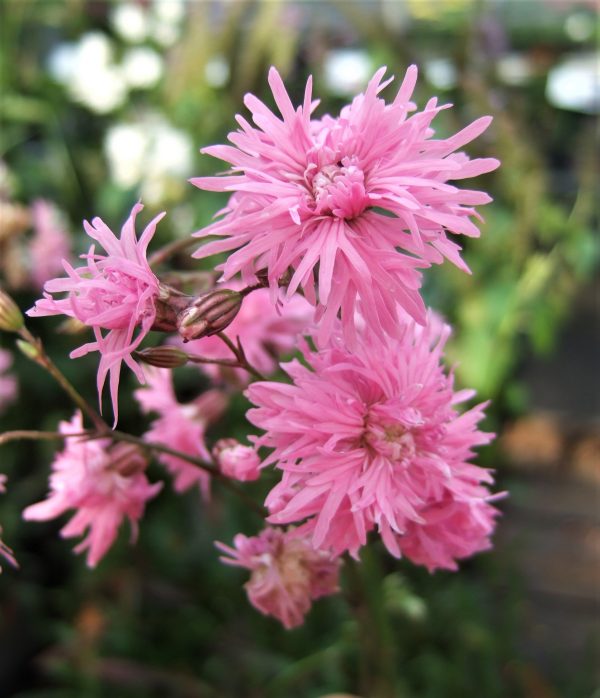 Lychnis flos-cuculi Petite Jenny2 WEB Lychnis flos-cuculi 'Petite Jenny'