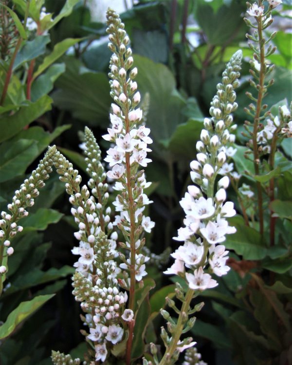 Lysamachia candela WEB