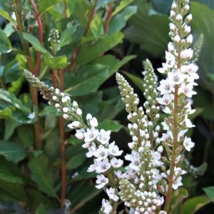 Lysimachia 'Candela'