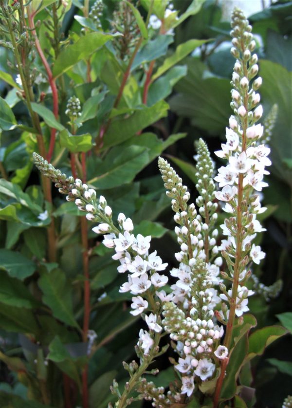 Lysamachia candela2 WEB Lysimachia 'Candela'