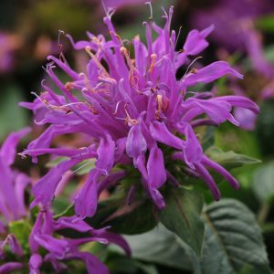 Monarda 'Balmy Lilac'