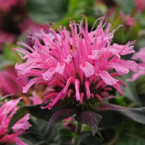 Monarda 'Balmy Pink'