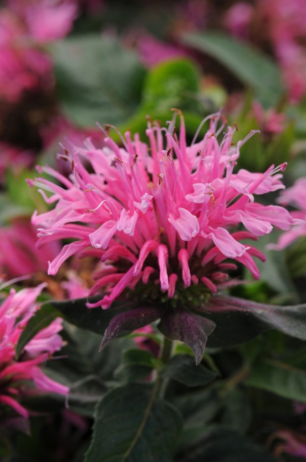 Monarda Balmy Pink Monarda 'Balmy Pink'