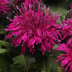 Monarda 'Balmy Purple'