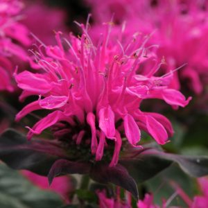 Monarda 'Balmy Rose'