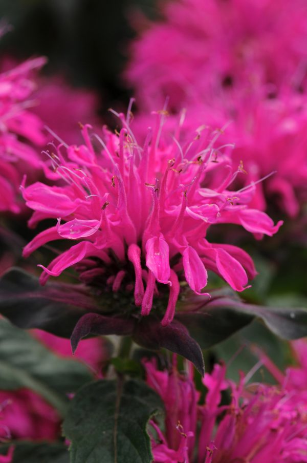 Monarda Balmy Rose Monarda 'Balmy Rose'