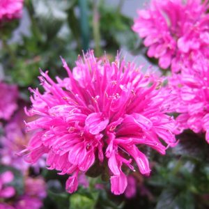 Monarda 'Purple Lace'