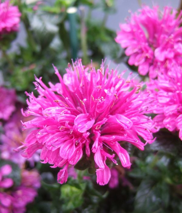 Monarda Purple Lace WEB Monarda 'Purple Lace'
