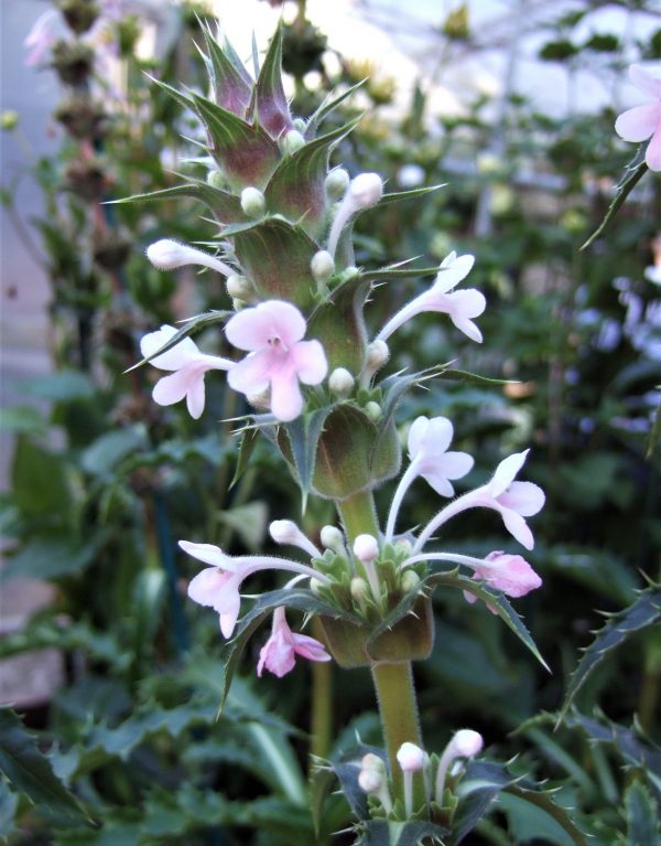 Morina longifolia WEB Morina Longifolia