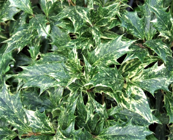 Osmanthus heterophyllus Goshiki Tricolour WEB