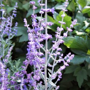 Perovskia 'Blue Steel'