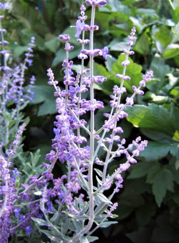 Perovskia 'Blue Steel'