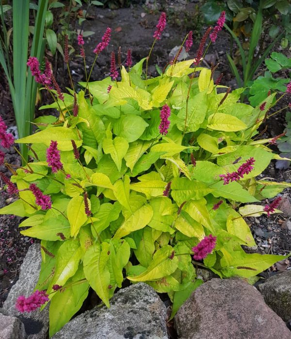 Persicaria amplexicaulis 'Golden Arrow'